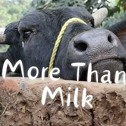More Than Milk - Tobias Kim