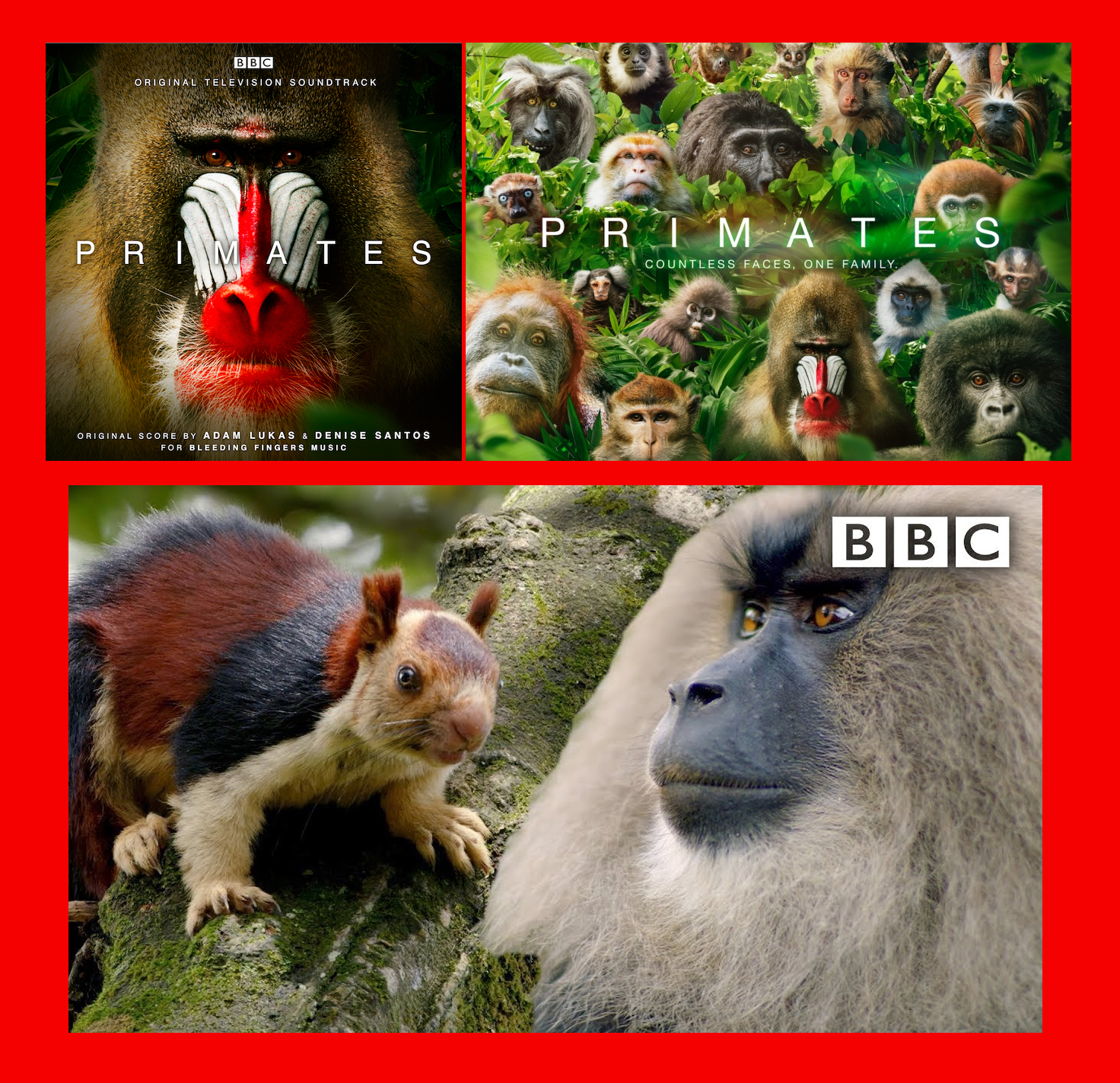 Primates (Documentary)
