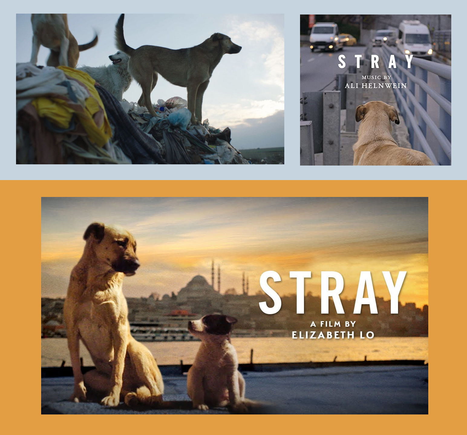 Stray (Documentary)