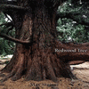  Redwood Tree - Max Steiner