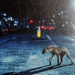 Hyena Ścieżka dźwiękowa (Matt Johnson) - wkład CD